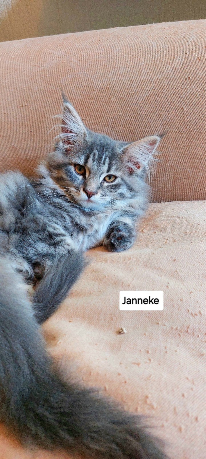 maine coon kittens 100%, Dieren en Toebehoren, Meerdere dieren, Ontwormd, 0 tot 2 jaar