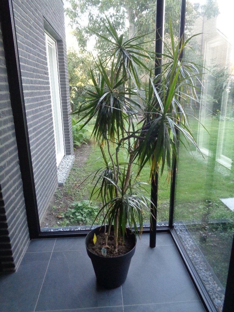 Grote Yucca plant, Ophalen, Halfschaduw, Yucca, 150 tot 200 cm