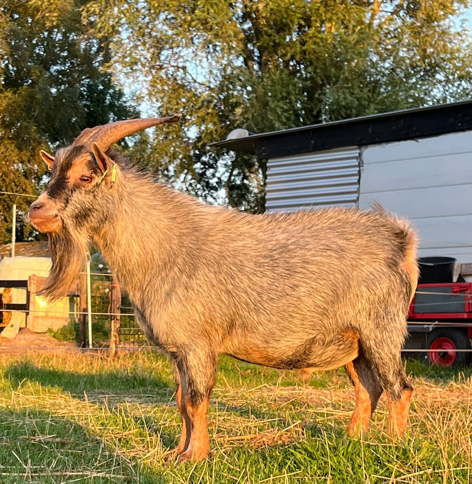 Dwergbok te huur, Dieren en Toebehoren, Mannelijk, Geit