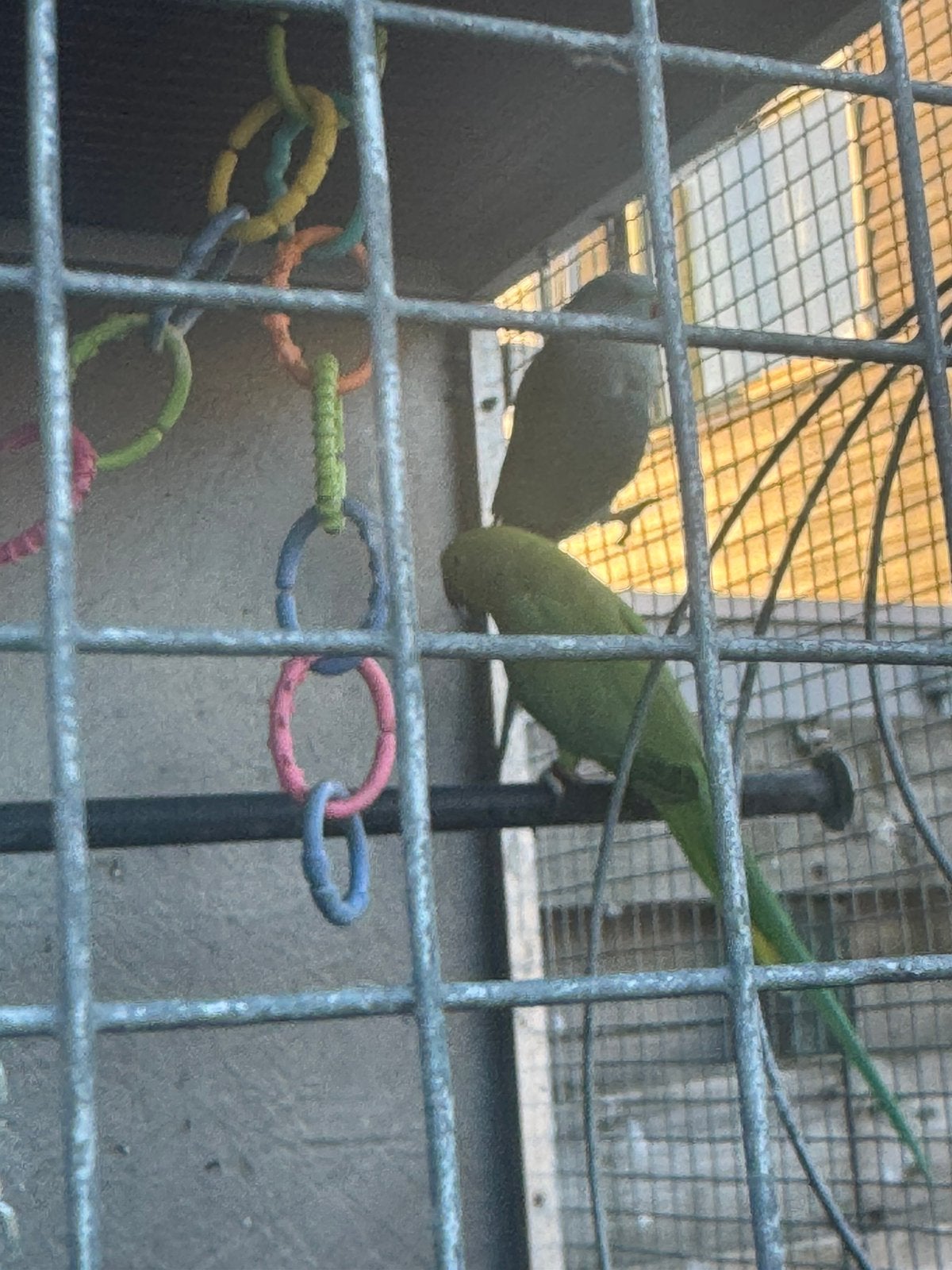 2Mooie Halsbandparkieten (Geringd) - Blauw & Groen), Dieren en Toebehoren, Vogels | Parkieten en Papegaaien, Meerdere dieren, Parkiet