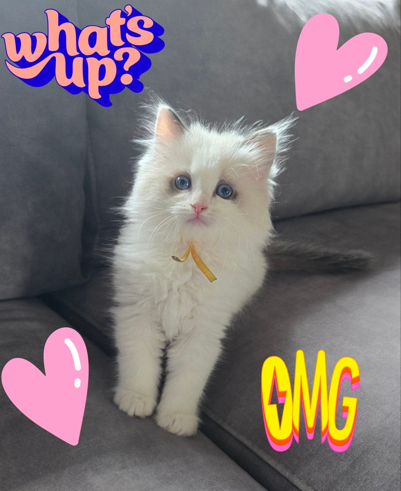 ❤️‍🔥Ragdoll Mega knuffel poesje hcm pkd vrij❤️‍🔥 langhaar, Poes, Gechipt