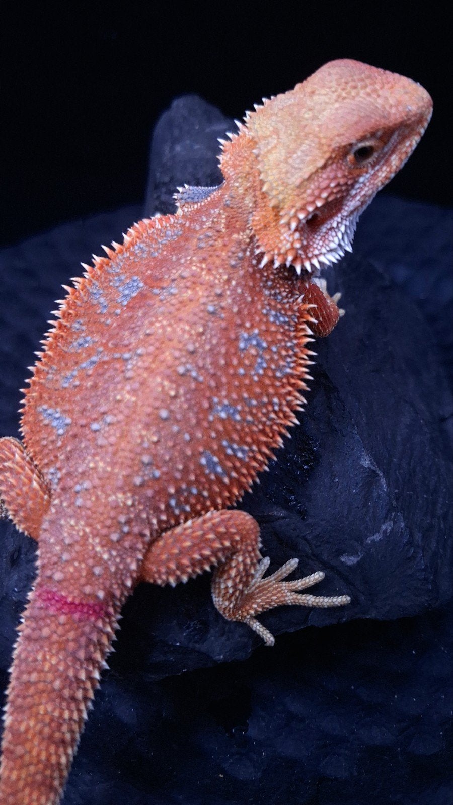Baardagaam Vrouwen Red Hypo Blue Bar

Red Hypo
Re Bearded Dragon photo 6