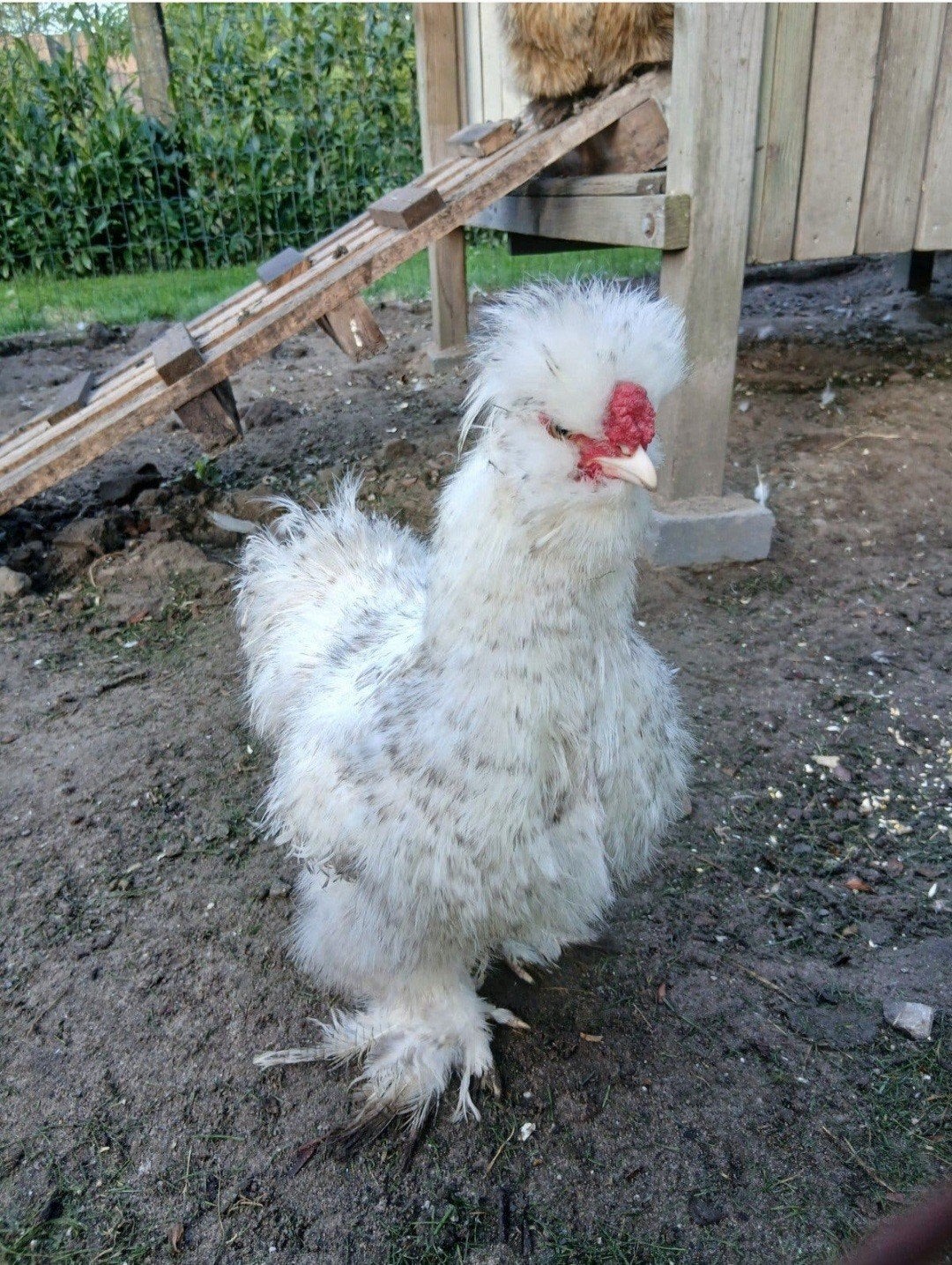 Twee Zijdehoentjes (Haantjes) voor €20, Dieren en Toebehoren, Mannelijk, Kip