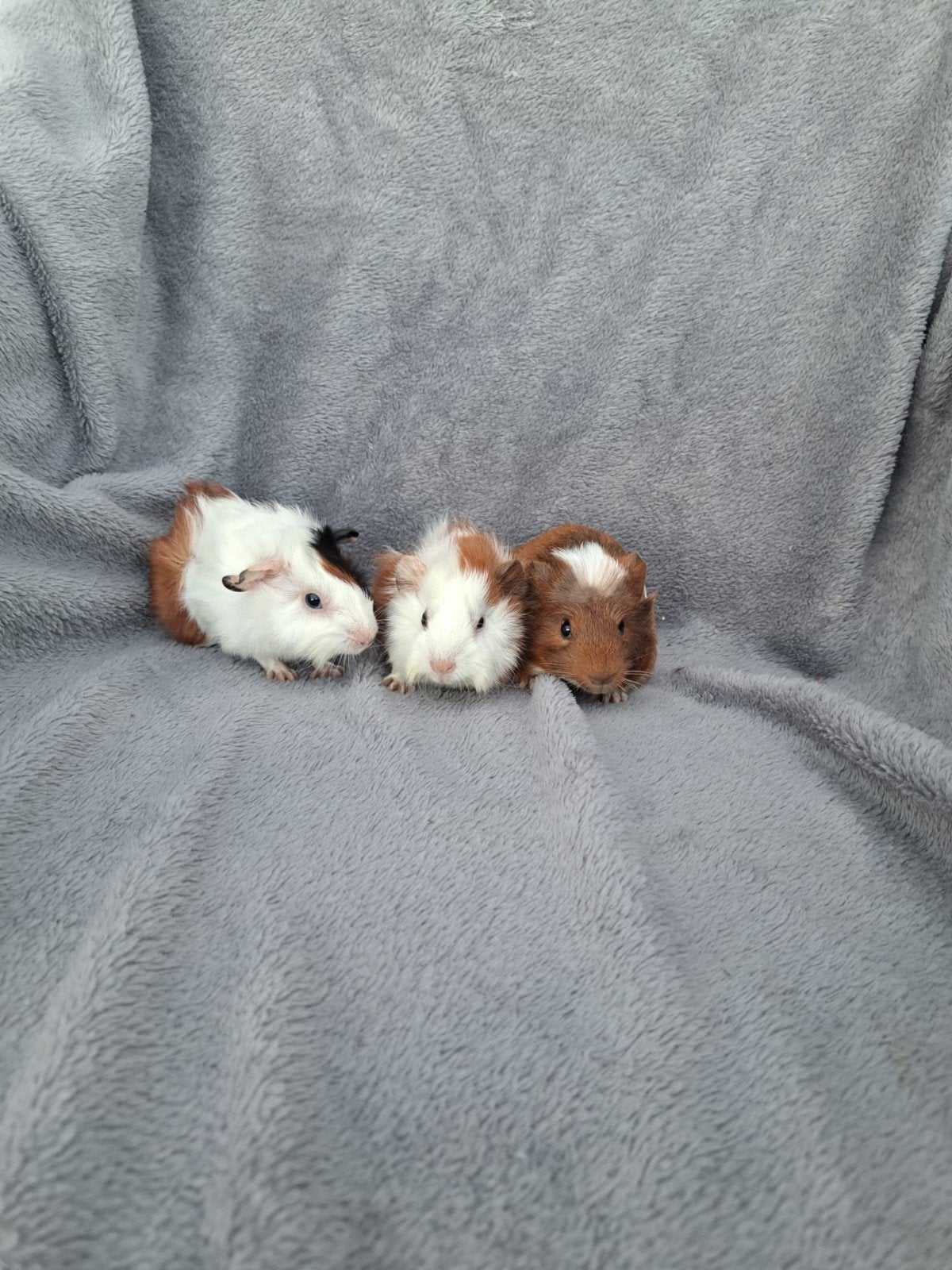 jonge cavia's, Dieren en Toebehoren, Knaagdieren, Cavia, Augustus, Vrouwelijk, Tam