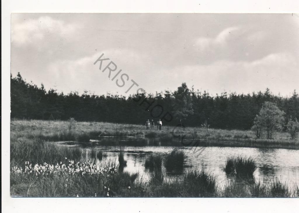 Ommen - Natuurgebied -omgeving  Camping De Kleine Wolf, Ophalen of Verzenden, 1960 tot 1980, Gelopen, Overijssel