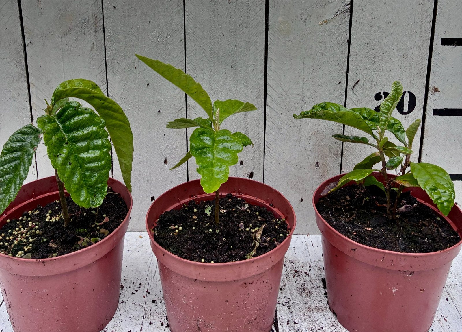 Loquat, Ophalen, Volle zon, Vaste plant, Winter