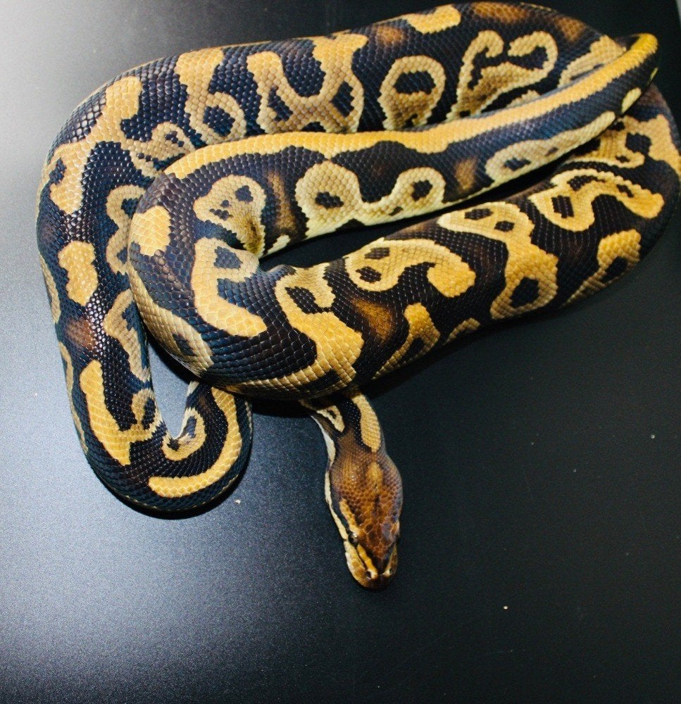 Ball Python/ Regius python 1.0 CYPRESS LEOPARD The CLOWN, Dieren en Toebehoren, Reptielen en Amfibieën, Slang, Met terrarium, 0 tot 2 jaar