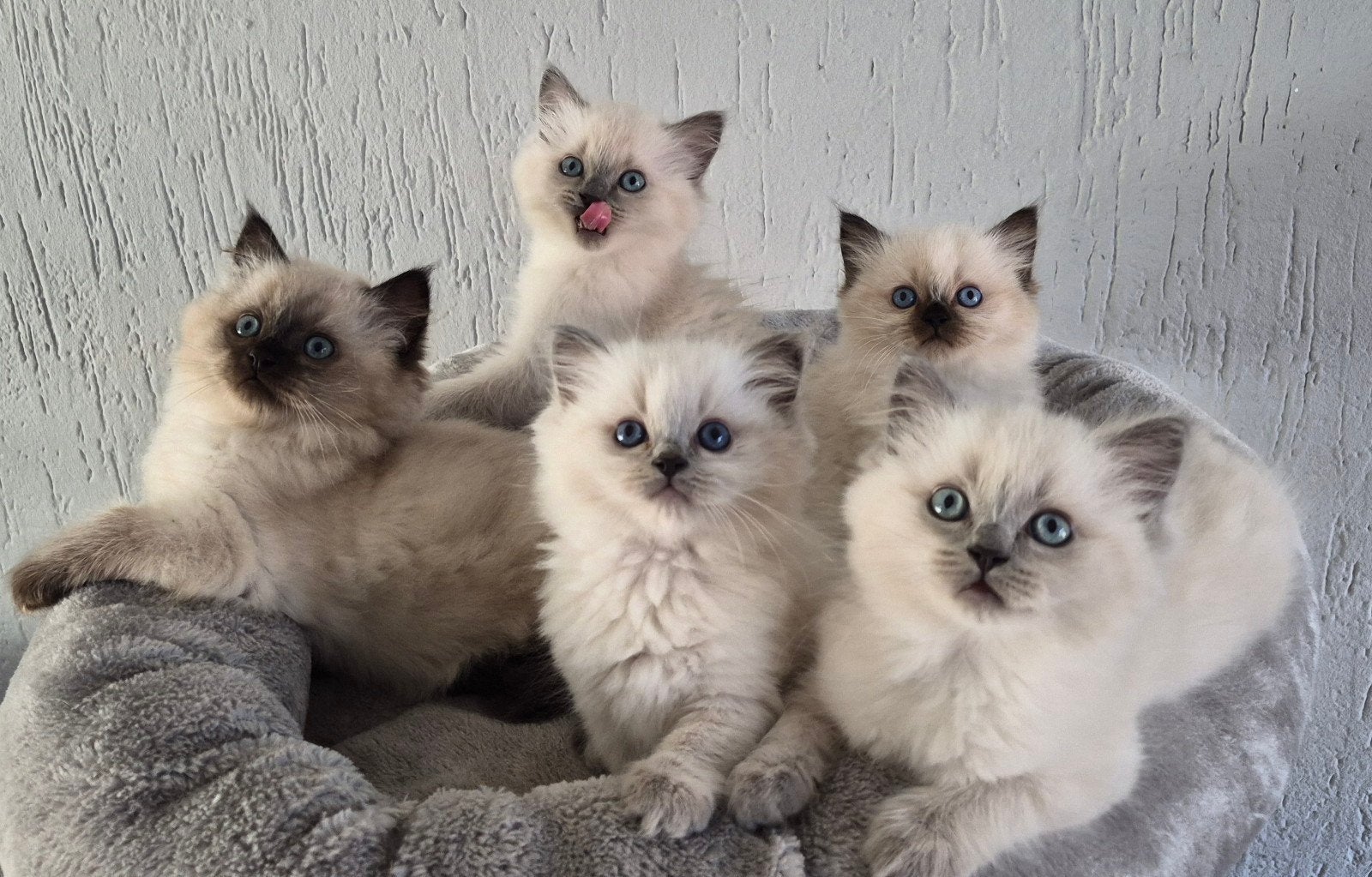 ragdoll kittens, Meerdere dieren, Ontwormd