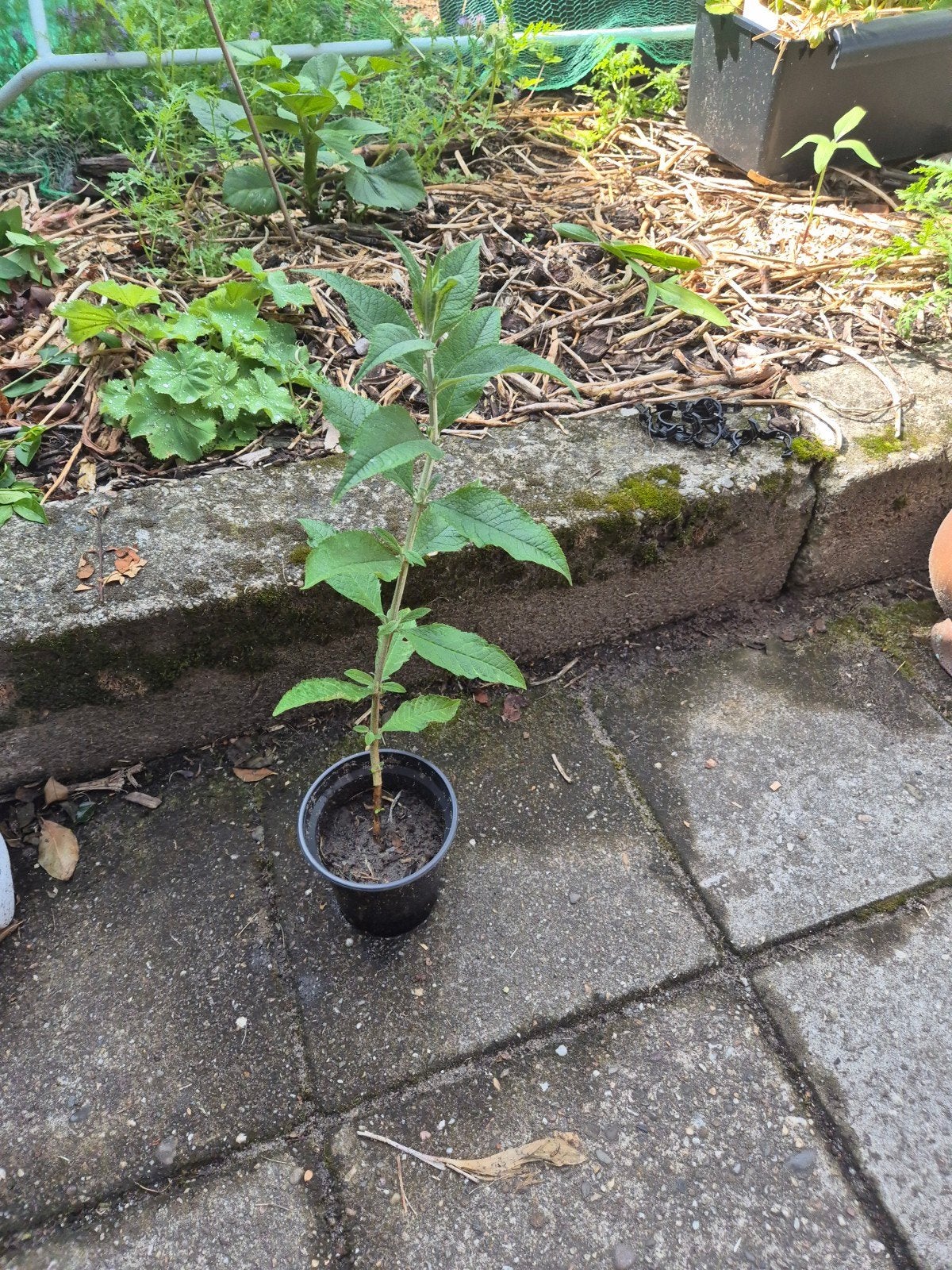 Vlinderstruik met paarse bloemen - Buddleja davidii, Tuin en Terras, Overige soorten, Volle zon, Vaste plant, Ophalen of Verzenden