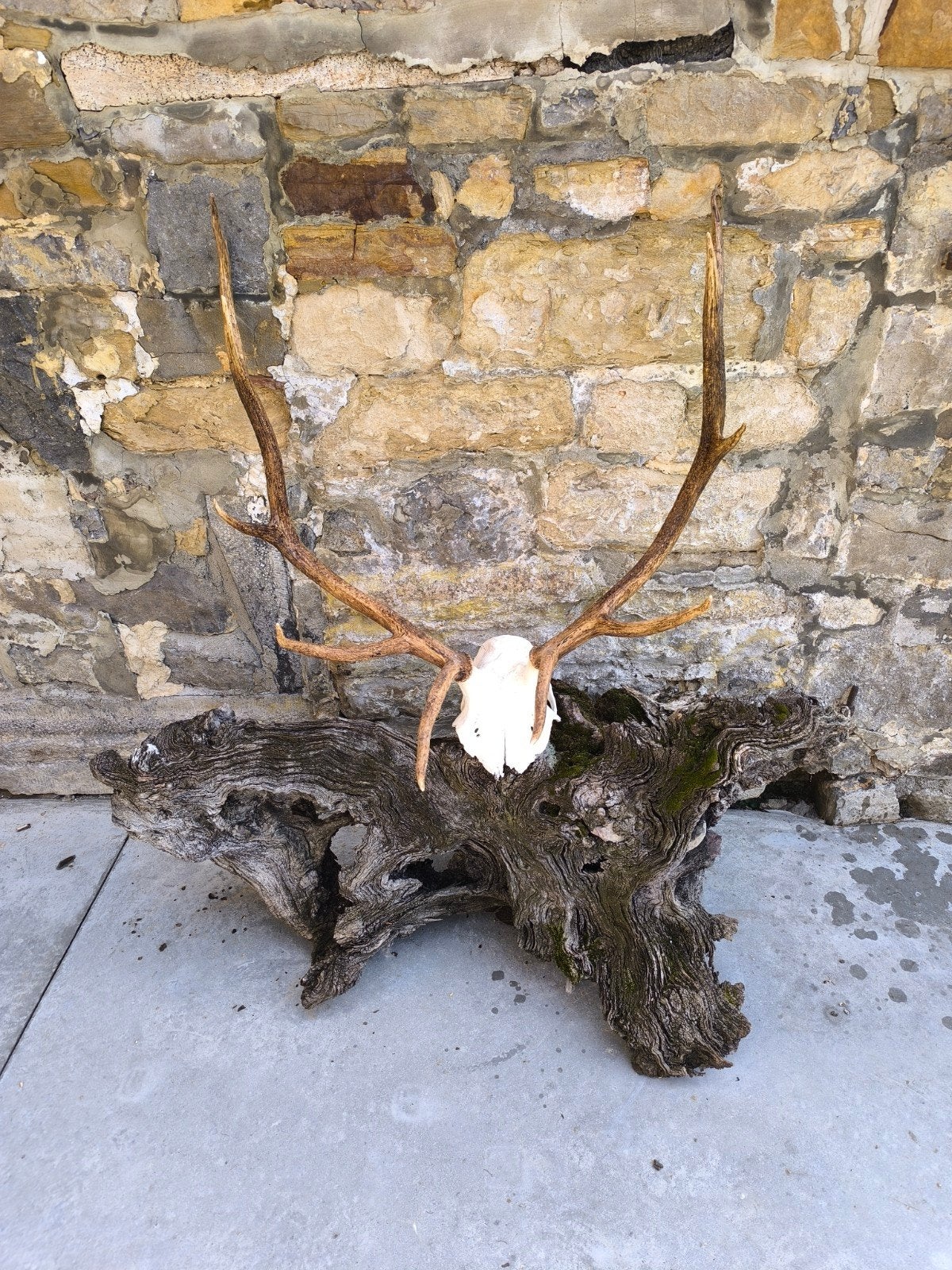 wapiti gewei, Verzamelen, Ophalen of Verzenden, Gebruikt, Hert, Gewei of Kop