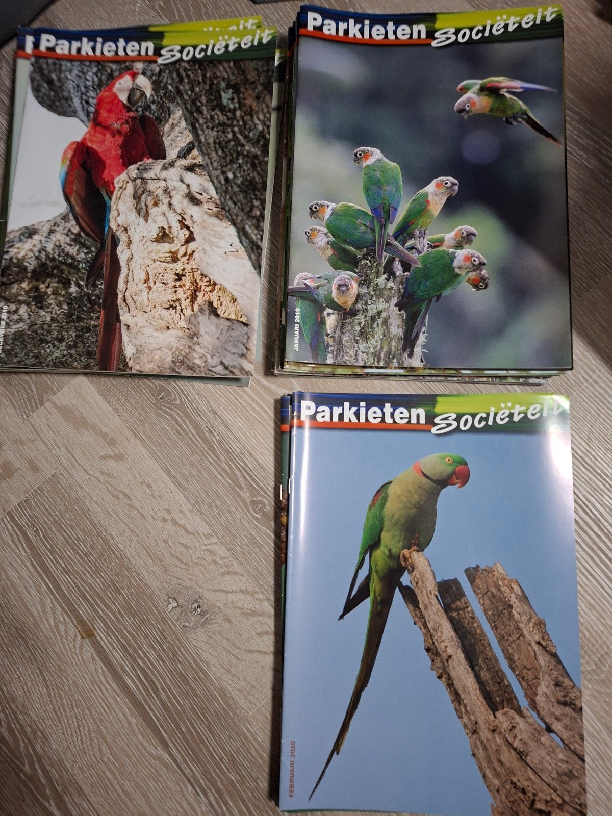 Gratis jaargangen parkietensocieteit, Meerdere dieren, Parkiet