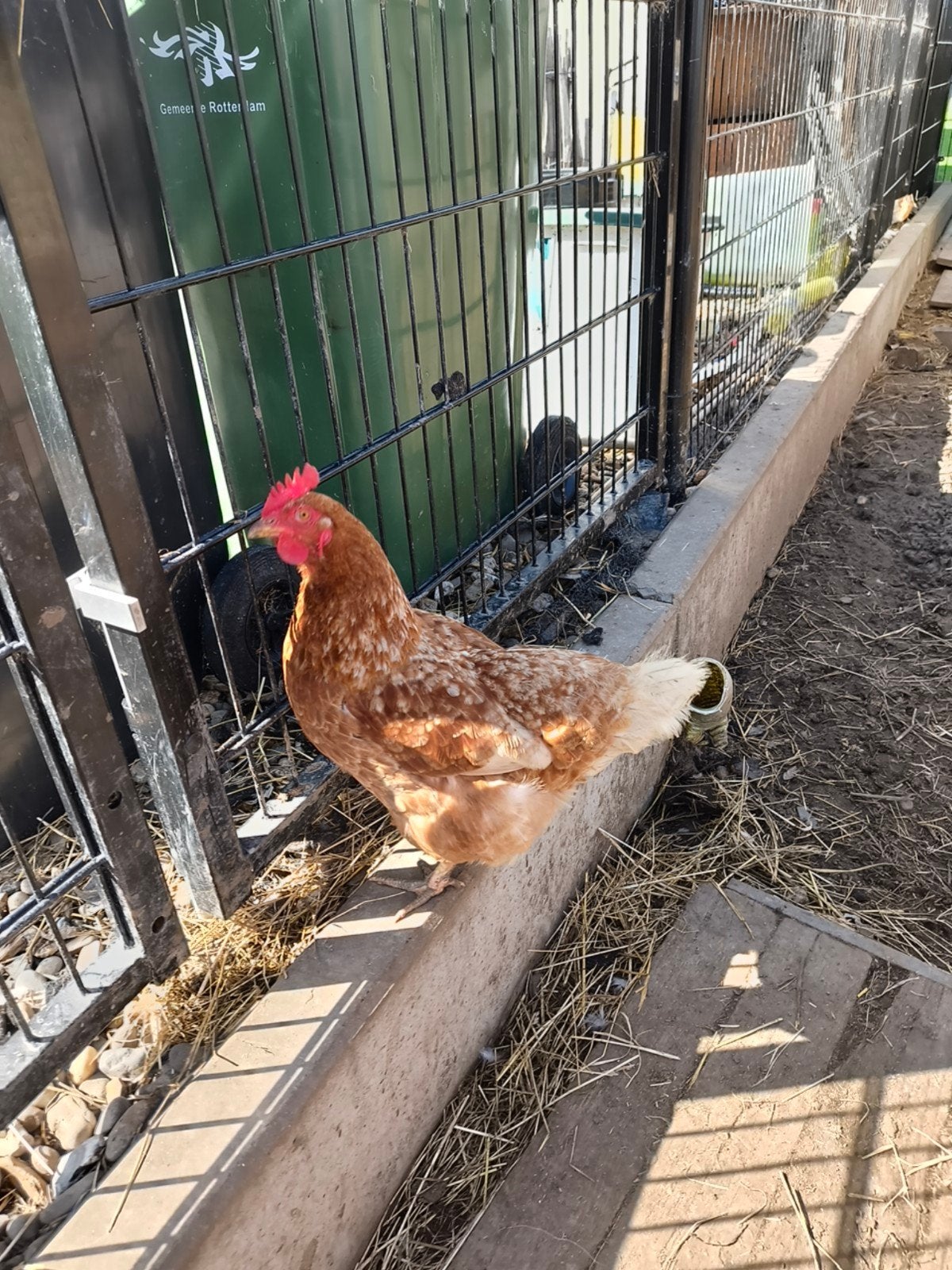 4 loopeenden en oude legkipjes, Dieren en Toebehoren, Meerdere dieren, Eend