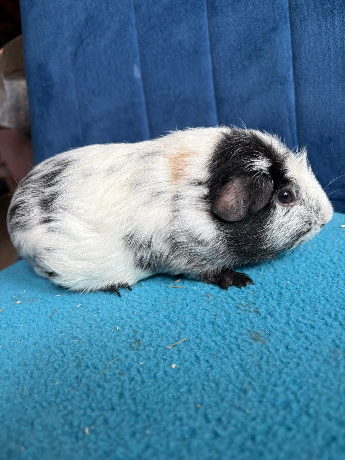 Skinny drager 3-kleur dalmatier cavia beer, Cavia, Mannelijk, Juli, Tam