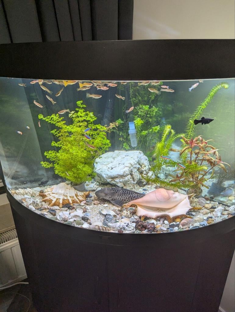 Juwel aqaruim 190L, Dieren en Toebehoren, Vissen | Aquaria en Toebehoren, Ophalen, Inclusief vissen, Juwel, Gevuld zoetwateraquarium