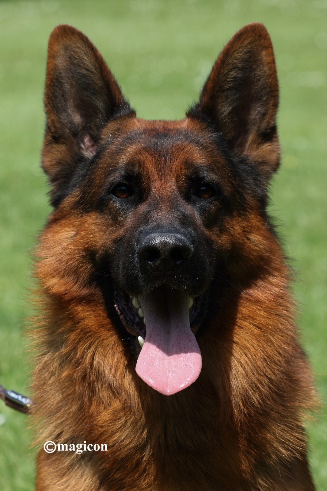 Duitse herder dekreu HD ED vrij IGP2 kkl, Dieren en Toebehoren, Reu, 1 tot 2 jaar, Parvo, Meerdere