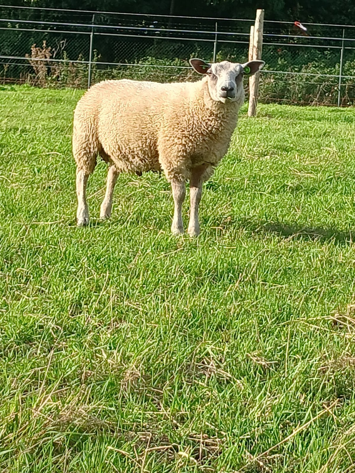 Mooie dekram bleu du maine x texelaar, Mannelijk, Schaap