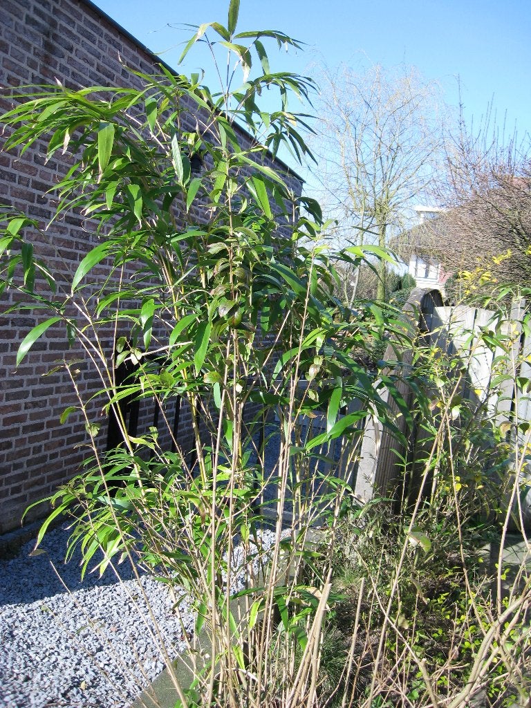 bamboe, Tuin en Terras, Vaste plant, Bloeit niet, Halfschaduw, Ophalen
