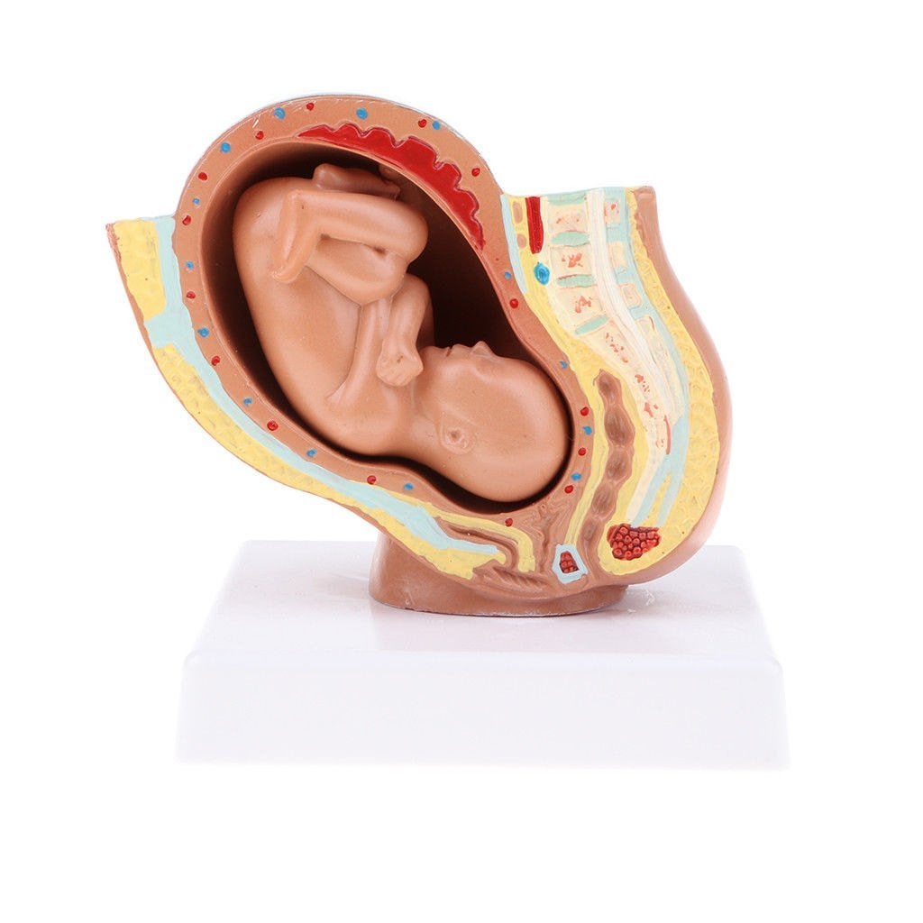 Foetus Baarmoeder Menselijk Anatomie Model / School Medisch, Verzenden, Nieuw