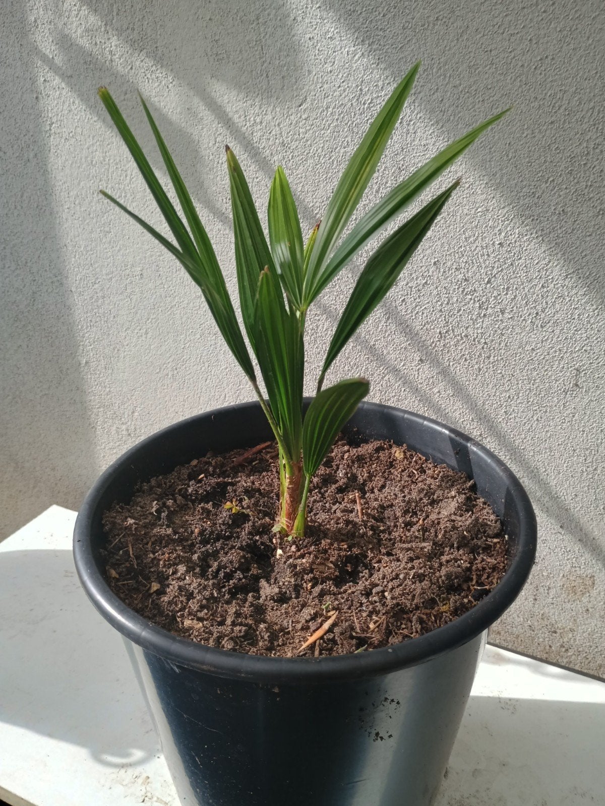 Te koop jonge Trachycarpus fortunei Palmen, Ophalen, Overige soorten, Volle zon