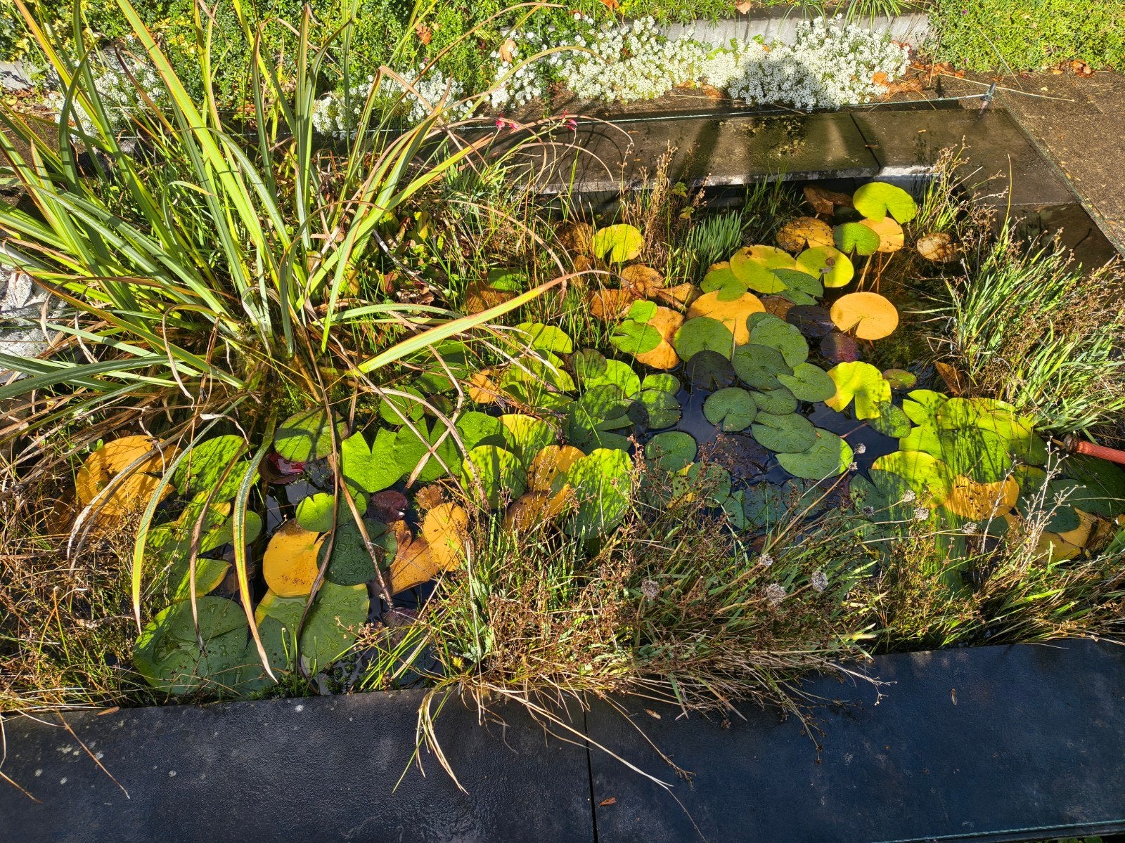 waterlelies en andere vijverplanten, Tuin en Terras, Ophalen, Gebruikt