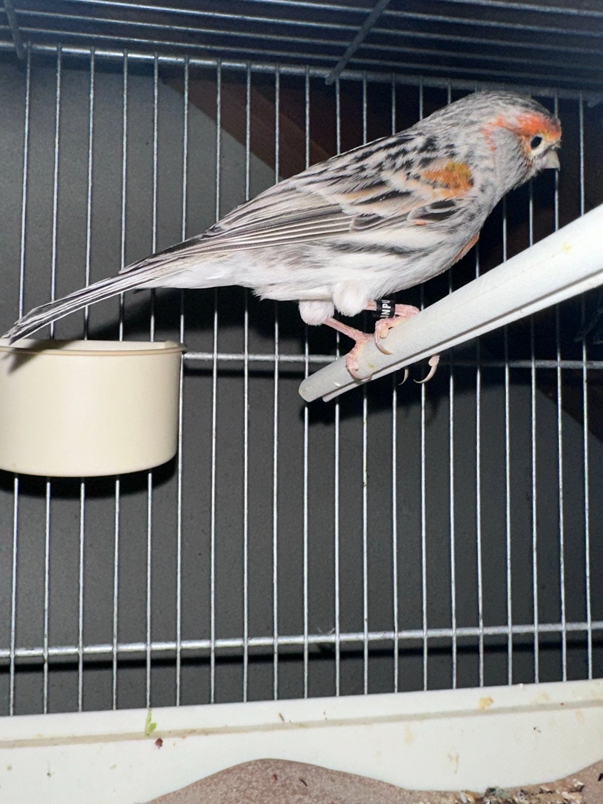 Mooie Rood Mozaïek Kanaries, Dieren en Toebehoren, Vogels | Kanaries, Meerdere dieren, Kleurkanarie