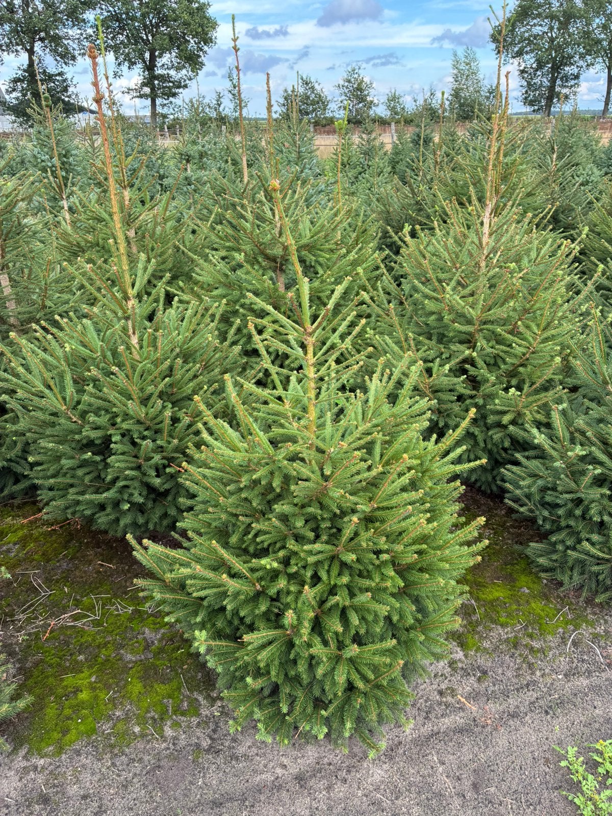 Kerstbomen meerdere soorten en maten, Tuin en Terras, Planten | Bomen, Winter, Overige soorten, 100 tot 250 cm, Ophalen
