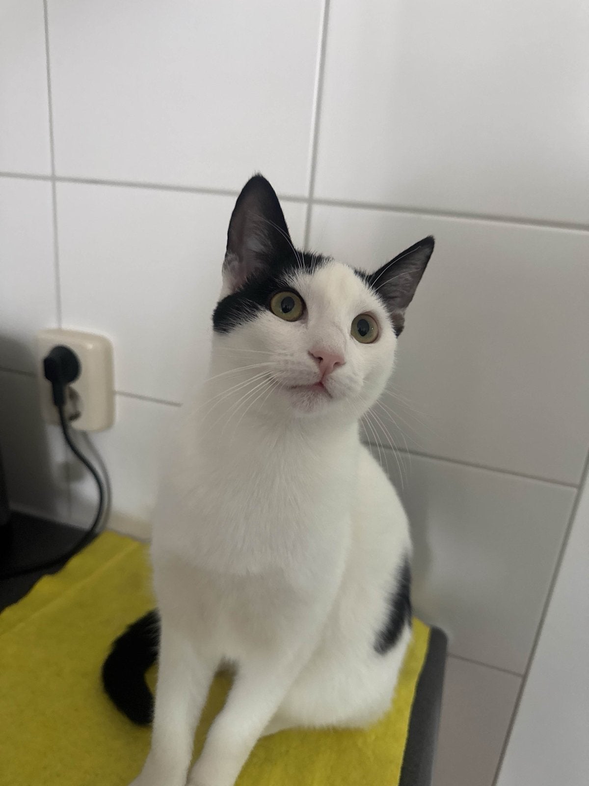 Lieve kater te koop, Kater