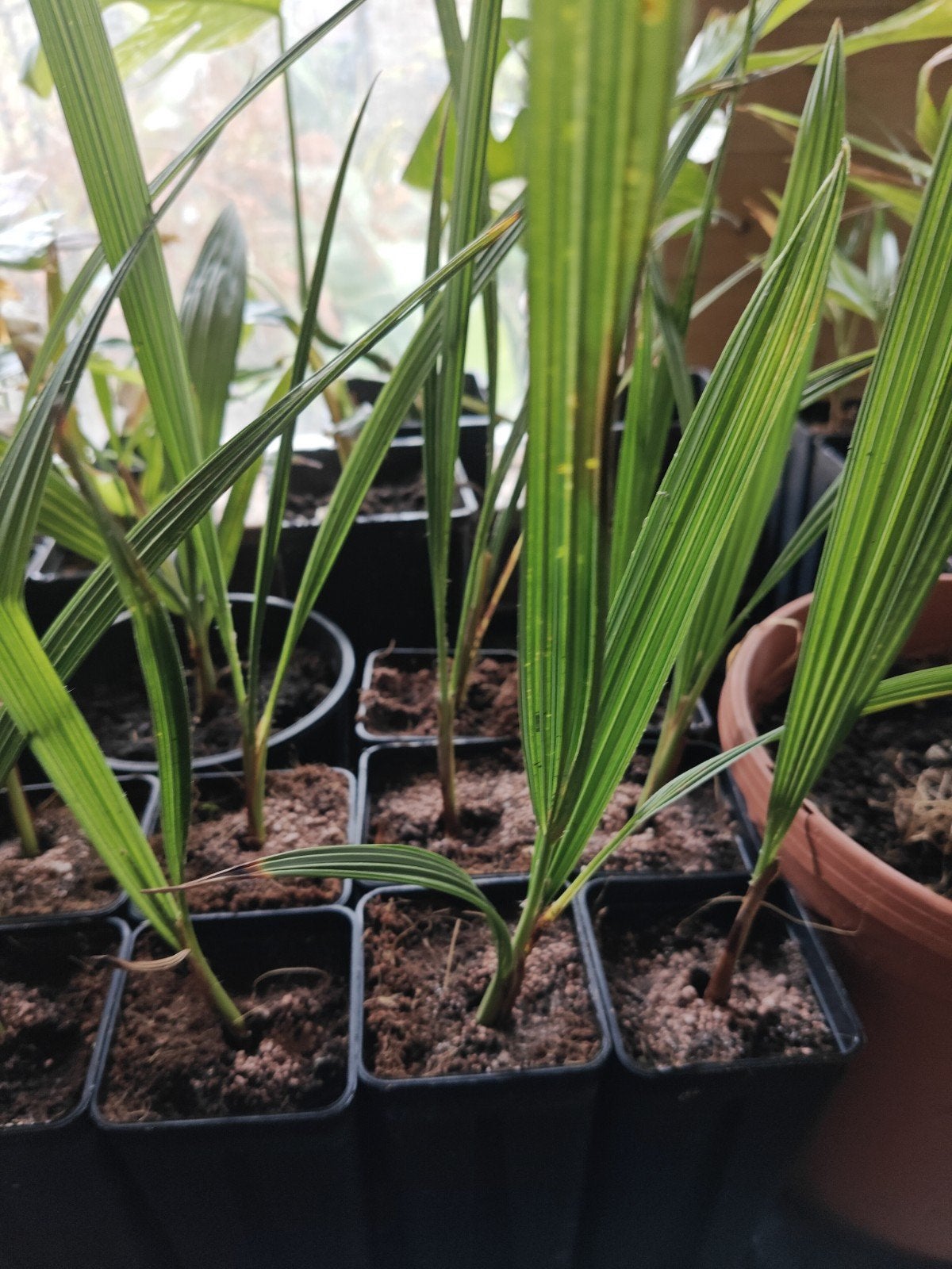 Brahea edulis, Tuin en Terras, Planten | Bomen, Ophalen of Verzenden, Minder dan 100 cm, Zomer, Palmboom