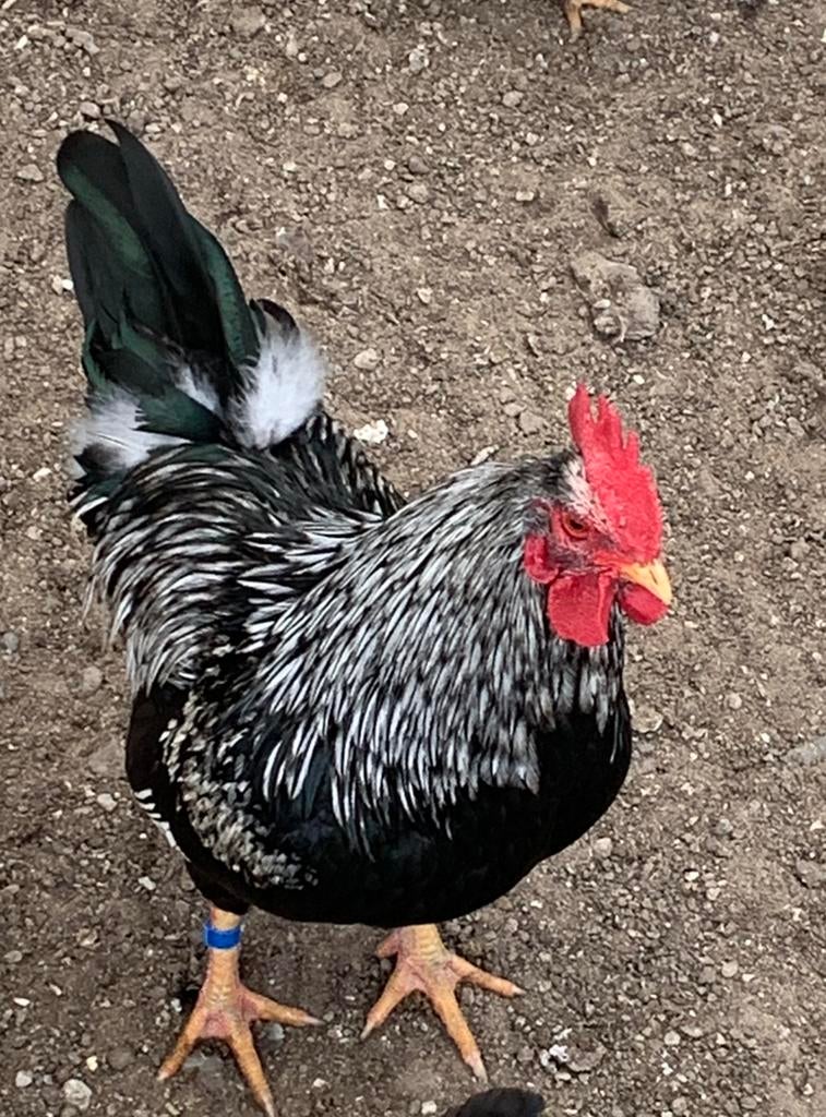 Barnevelder dubbel gezoomd kriel, Dieren en Toebehoren, Pluimvee, Meerdere dieren, Kip