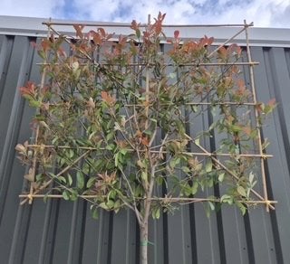 Lei Photinia fraseri 'Red Robin' (Glansmispel), Leiboom, Lente, Ophalen, Volle zon