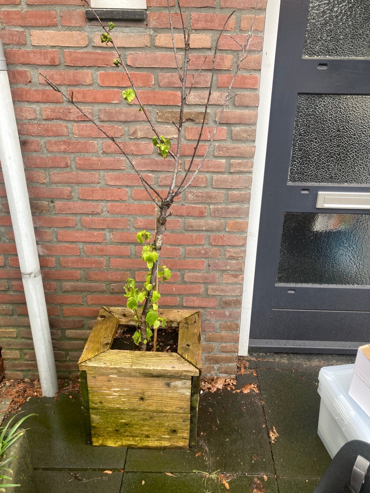 Kersenboom, Overige soorten, 100 tot 250 cm, Zomer, Ophalen