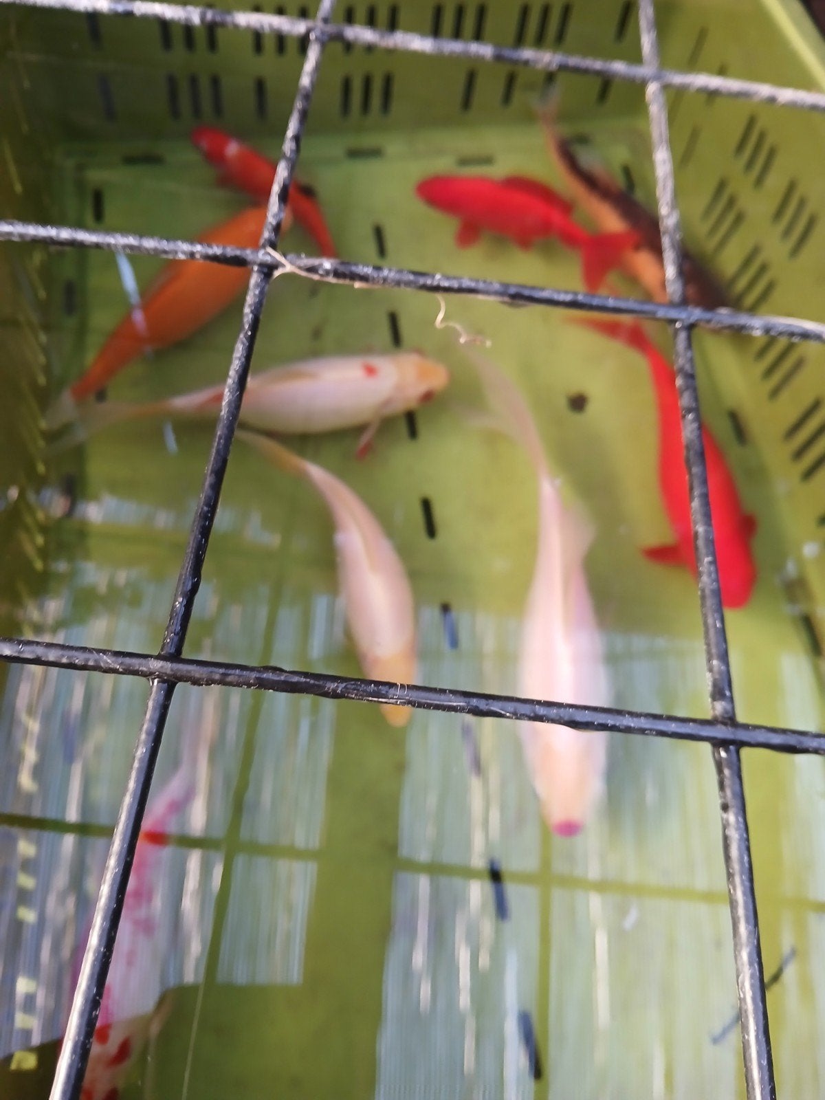 diverse goudvissen, Dieren en Toebehoren, Goudvis(sen)