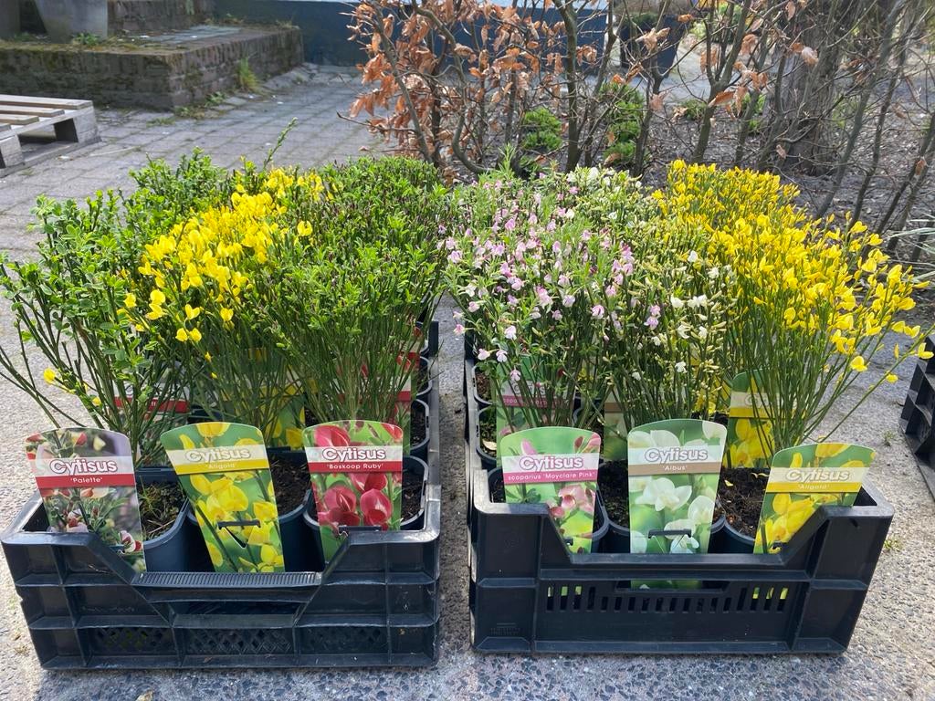 Cytisus 'Allgold' en 'Albus' - Brem in diverse kleuren, Volle zon, Vaste plant, Lente, Ophalen