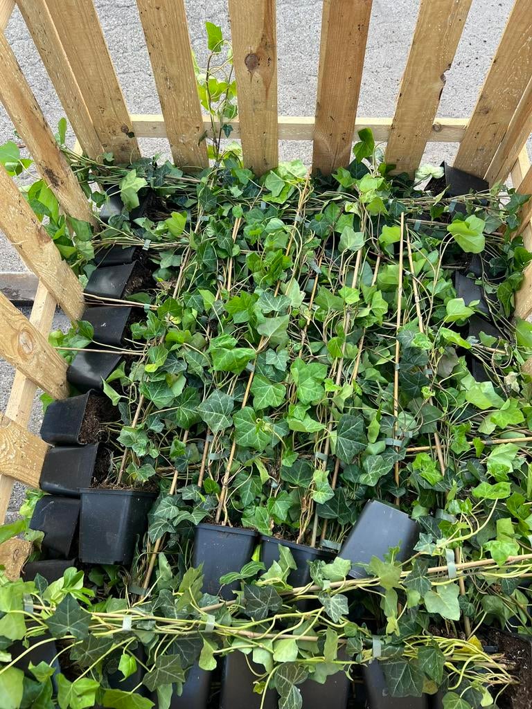 +-24 stuks hedera hibernica restpartij 80–100cm, Minder dan 3 m³, Ophalen of Verzenden