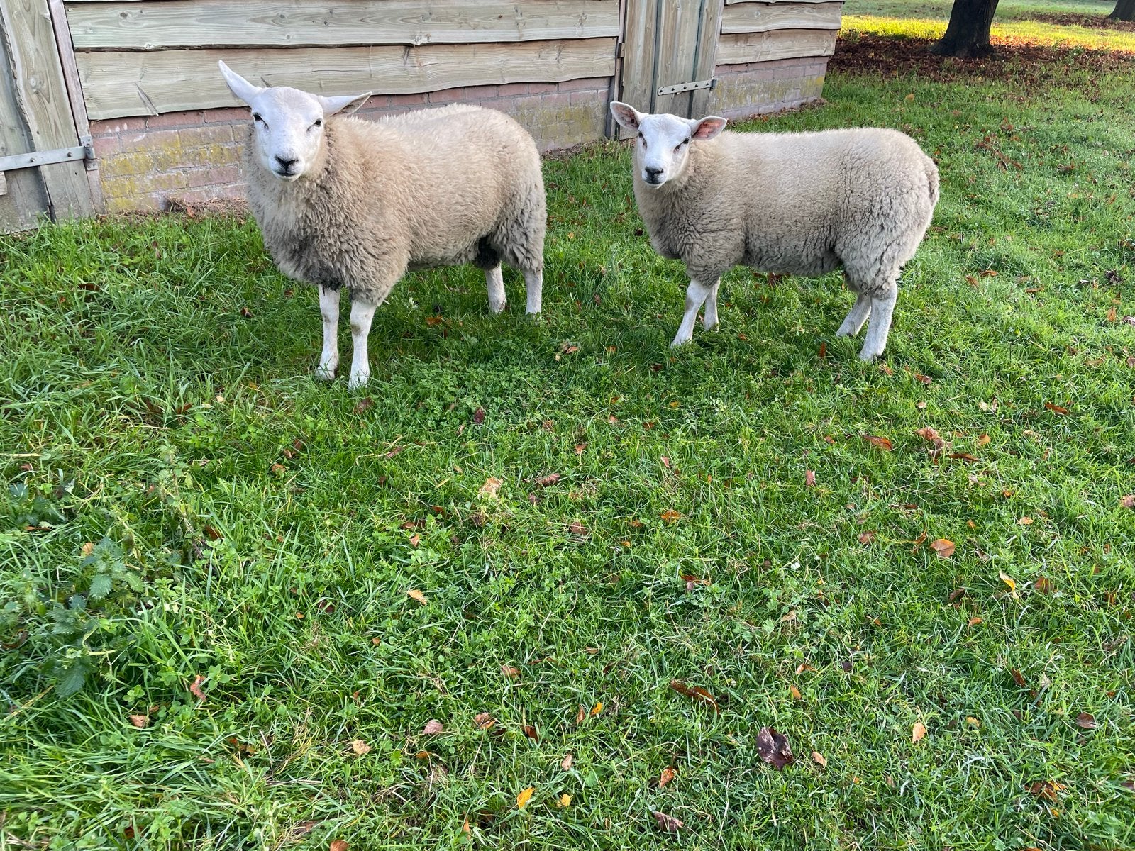 Twee bokken dekbokken, Dieren en Toebehoren, Mannelijk, Schaap, 0 tot 2 jaar