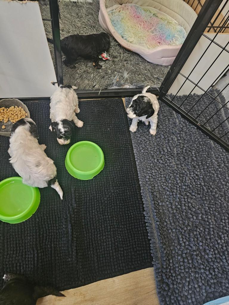 Toy dwergpoedel pupje  ( belgie), Dieren en Toebehoren, Honden | Chihuahua's en Gezelschapshonden, Poedel, België, Particulier