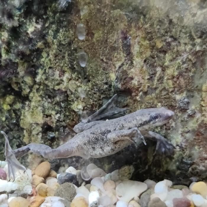 Hymenochirus species, Vis