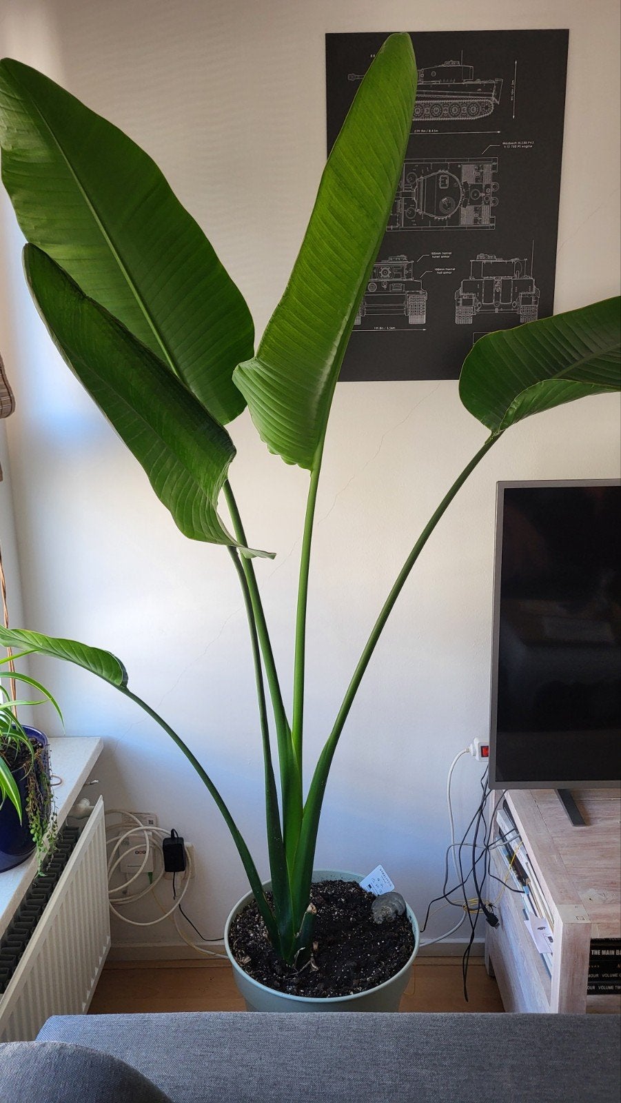 Strelitzia Nicolai kamerplant - 2m bij 1.50, Ophalen, Overige soorten, In pot, 150 tot 200 cm