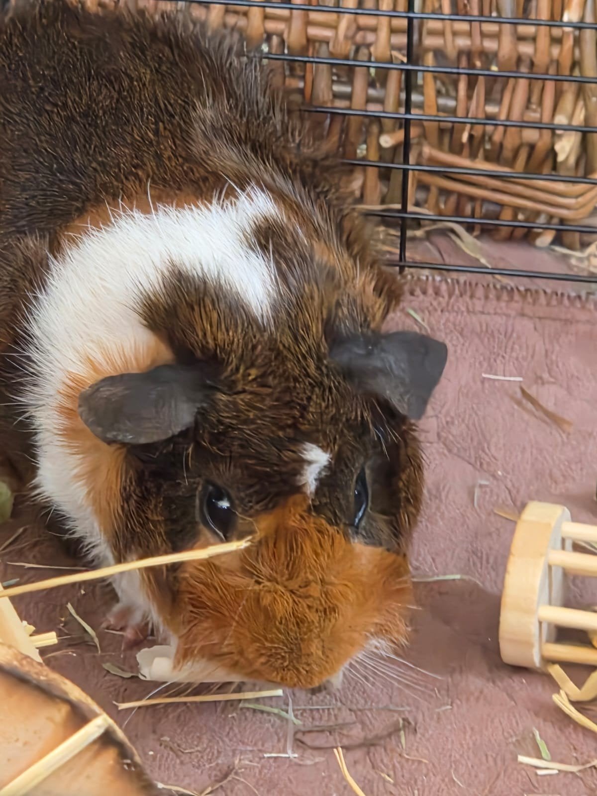 Lieve graag knuffelende cavia 7mnd oud (beertje), Dieren en Toebehoren, Knaagdieren, Cavia, Mannelijk, Januari, Tam