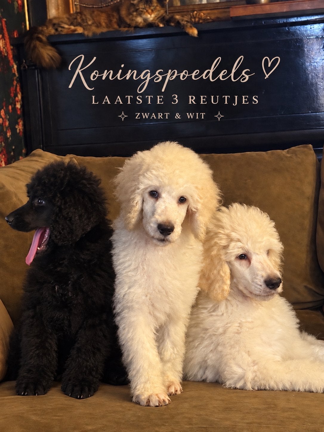 Laatste koningspoedel grote poedel pups MOGEN NU WEG!, Poedel, CDV (hondenziekte), 8 tot 15 weken, Meerdere
