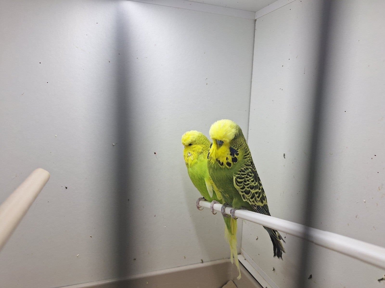12 Engelse parkieten te koop, Meerdere dieren, Parkiet