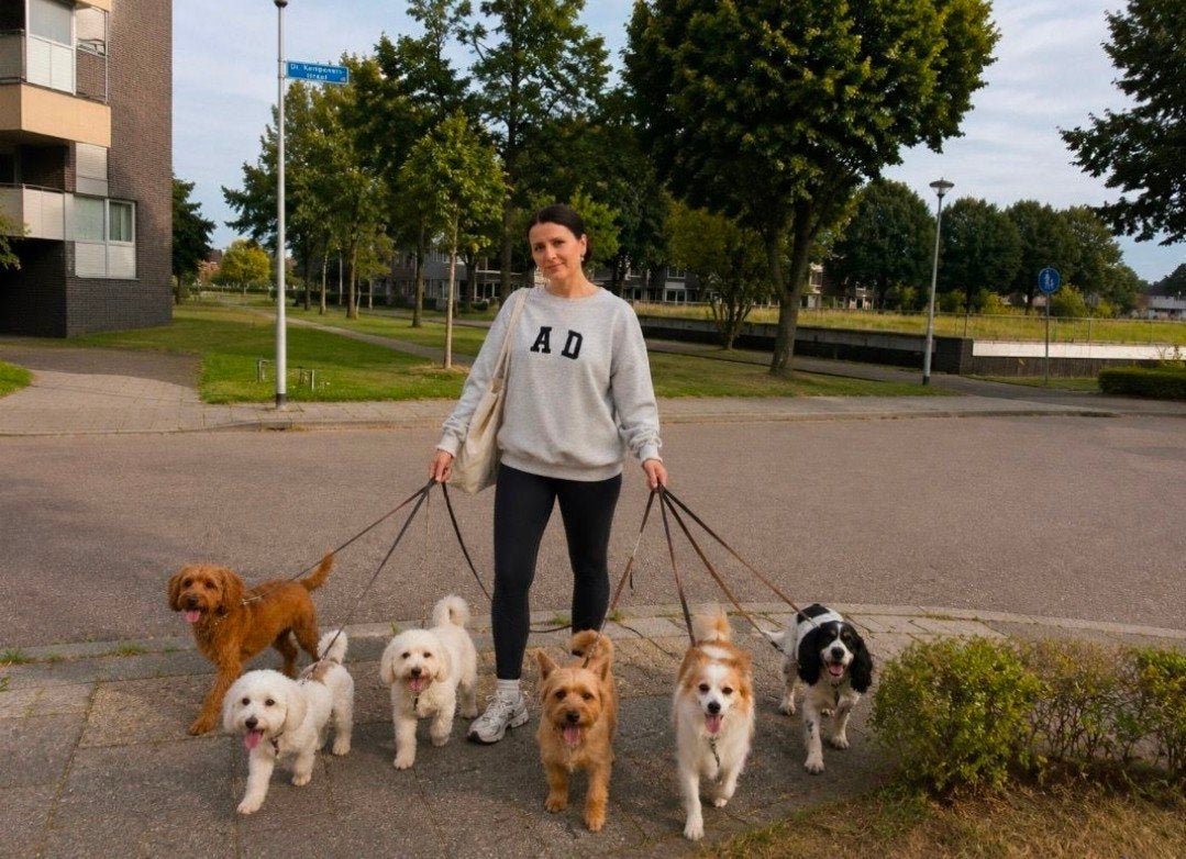 Honden oppassen, Diensten en Vakmensen, Dieren | Honden | Verzorging, Oppas en Les