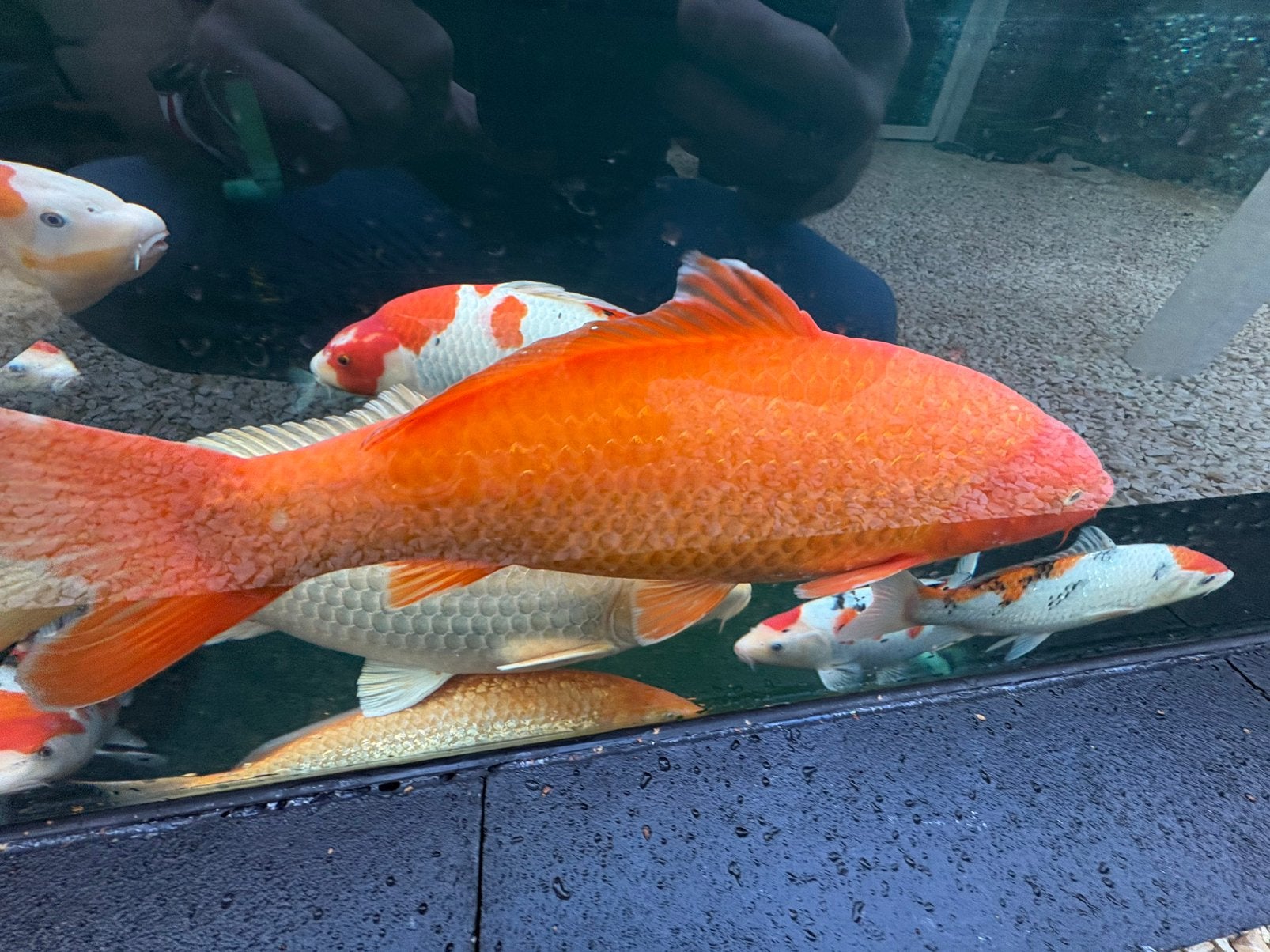 Pearl Ginrin Benigoi 53cm, Karper of Koi
