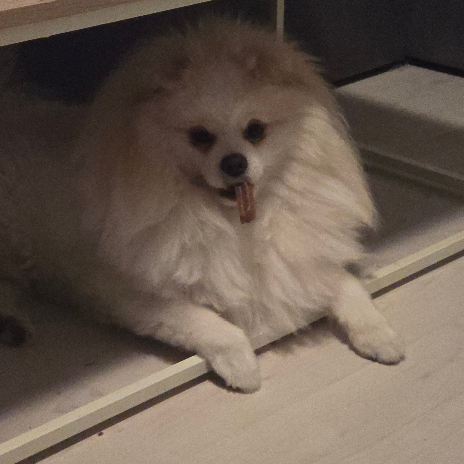 pomeranian, Dieren en Toebehoren, Overige rassen, CDV (hondenziekte), 1 tot 2 jaar, Eén hond