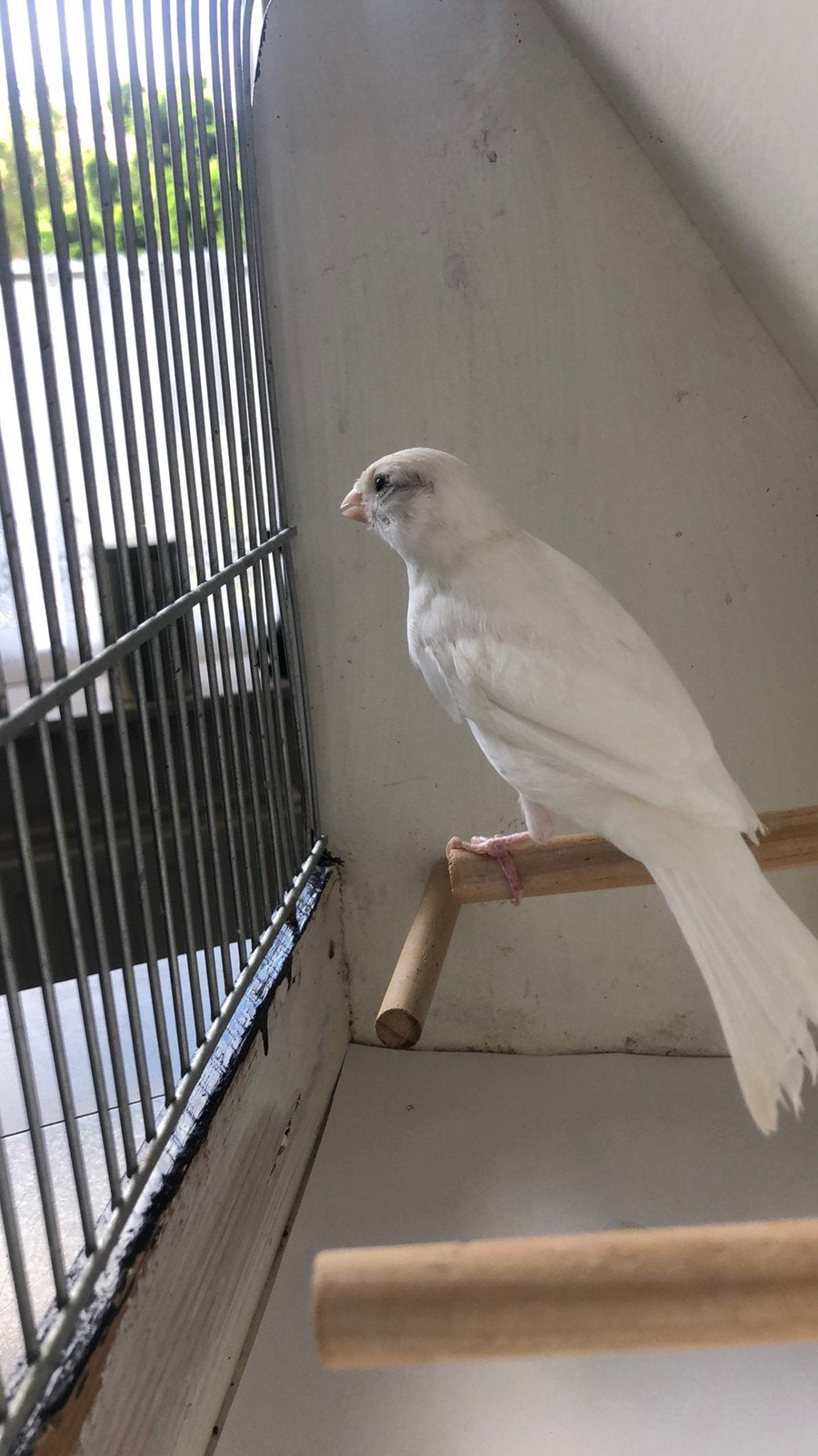 Te Koop : Jonge Witte Kanarie Man, Dieren en Toebehoren, Vogels | Kanaries, Mannelijk, Kleurkanarie