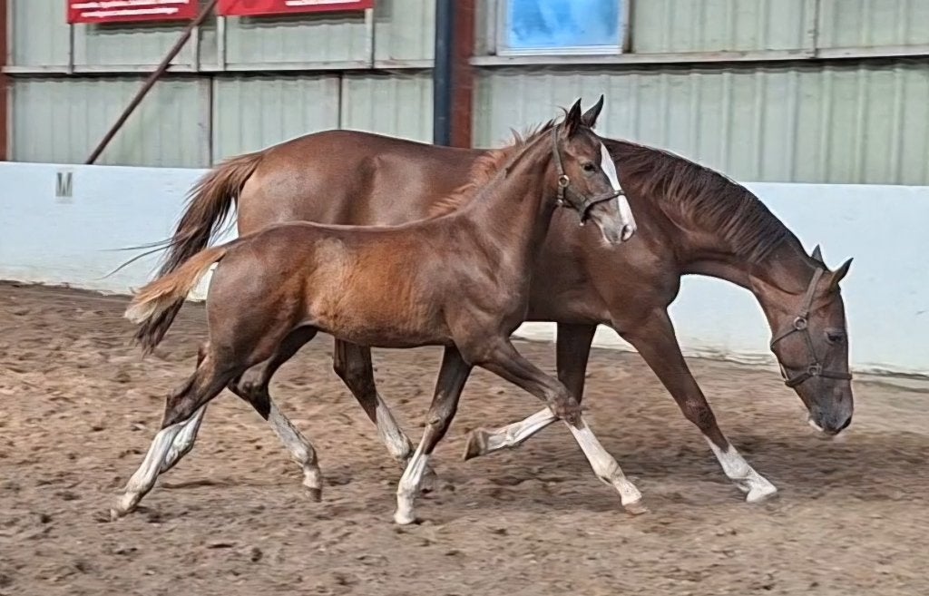 Veelbelovend springgefokt hengstveulen, Dieren en Toebehoren, Springpaard, Minder dan 160 cm, Niet van toepassing, Hengst
