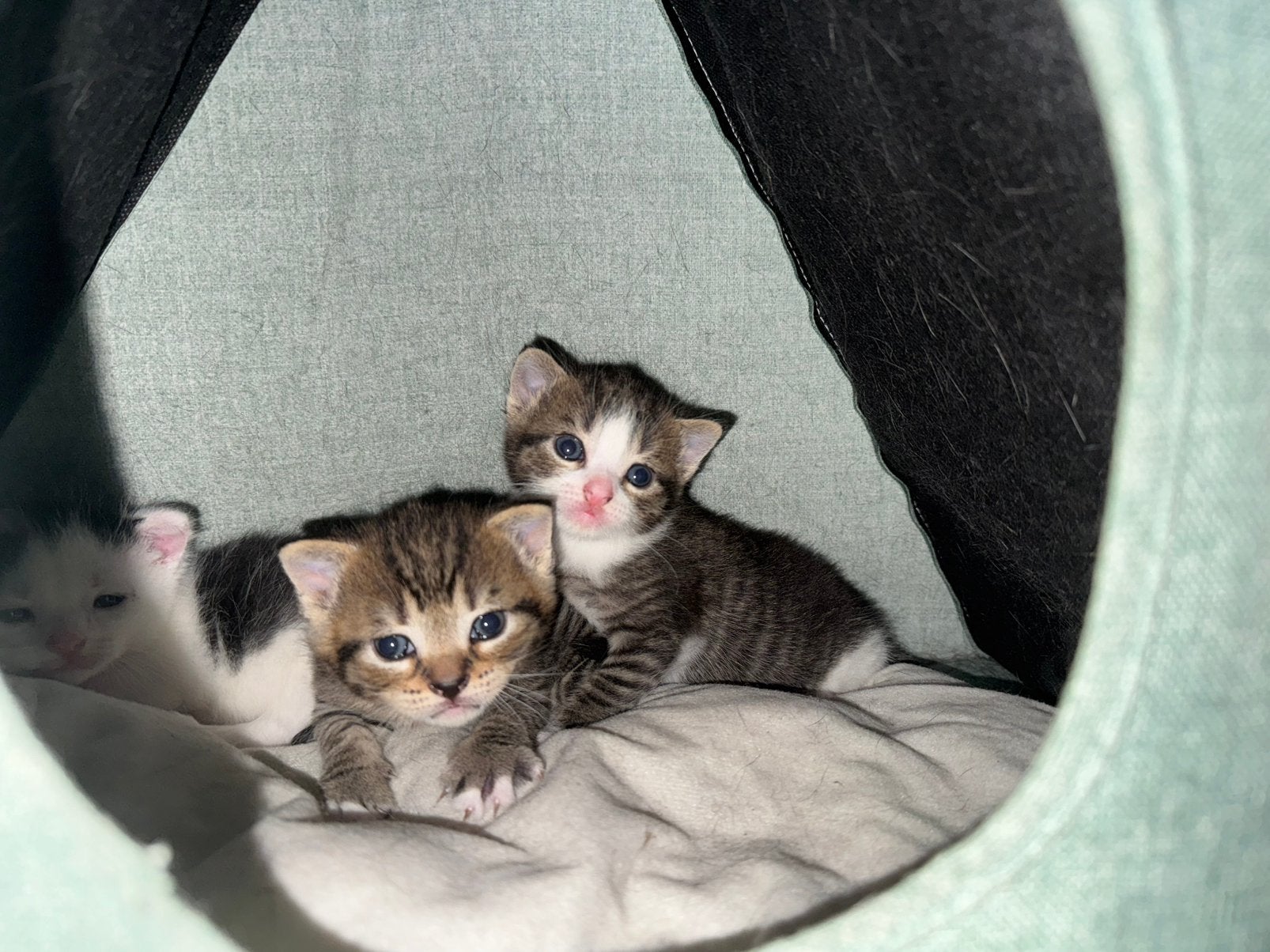 Prachtige kittens, Poes