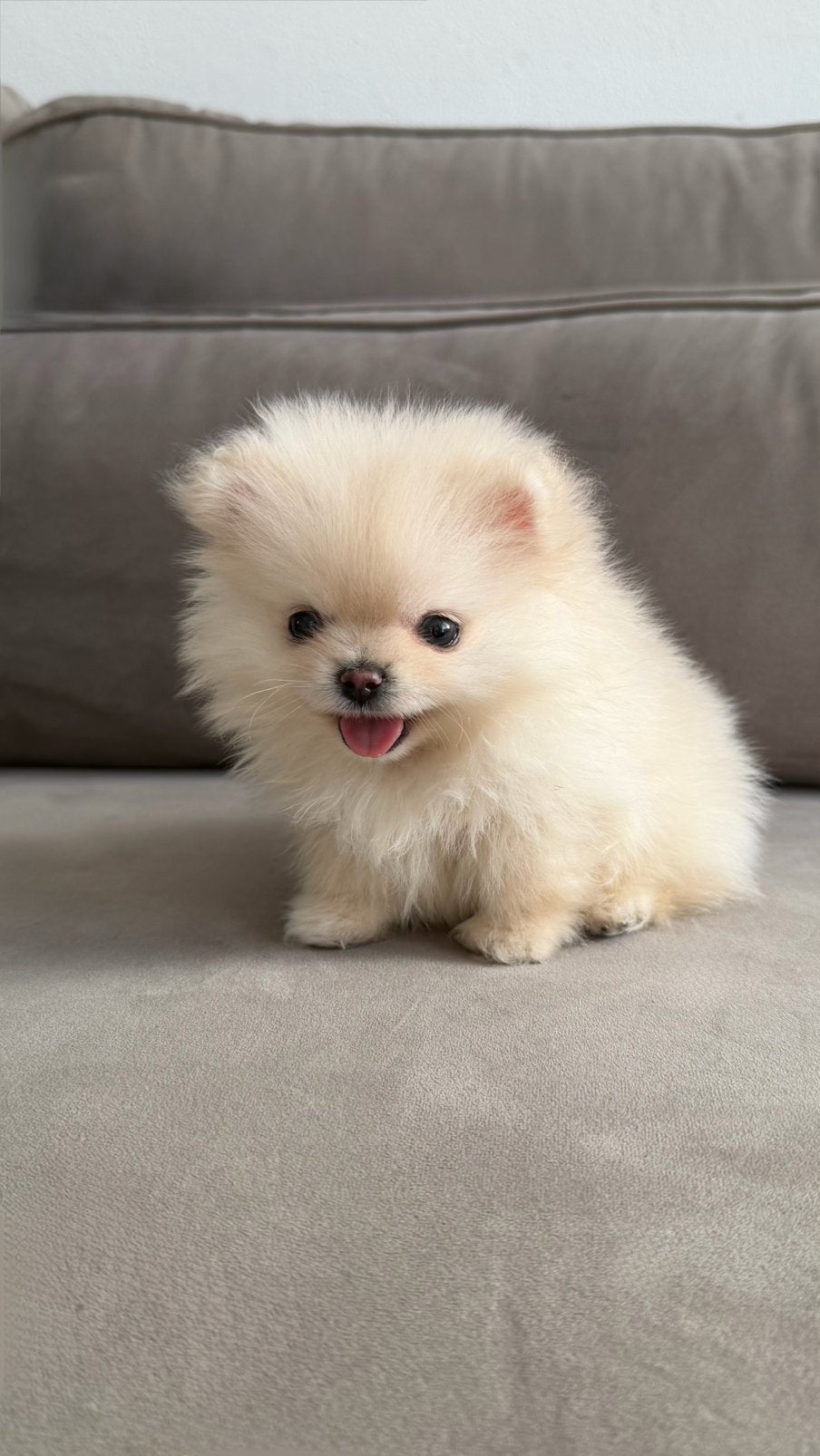 3 Pomeranian Pups, Overige rassen, 8 tot 15 weken, Teef, Meerdere