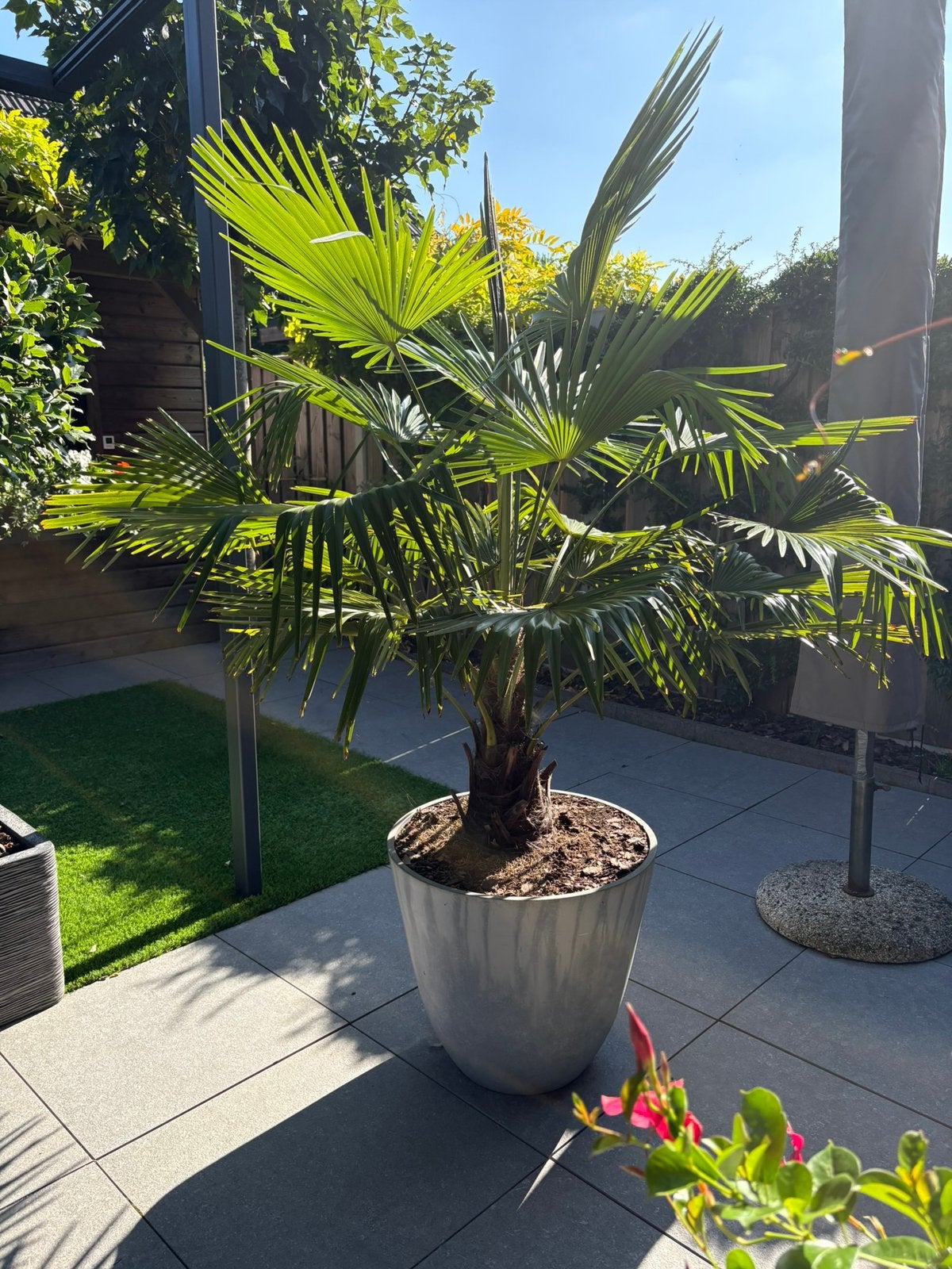Wagnerpalm - Trachycarpus Wagnerianus totale hoogte 200 cm, Tuin en Terras, Bloeit niet, 100 tot 250 cm, Palmboom, Ophalen