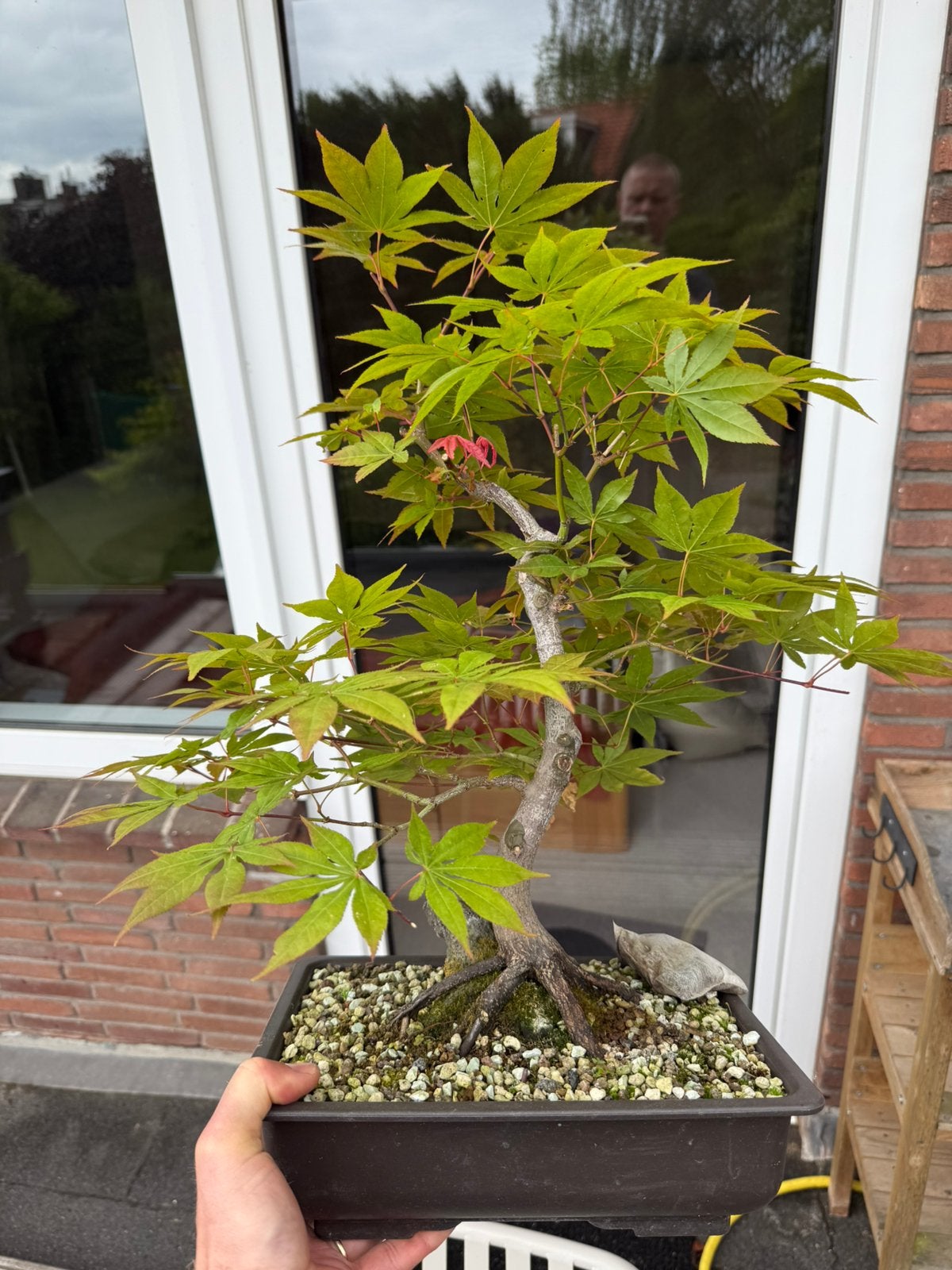 Japanse Esdoorn Bonsai 12 jaar oud op steen #4, Bloeit niet, Halfschaduw, Minder dan 100 cm, Overige soorten
